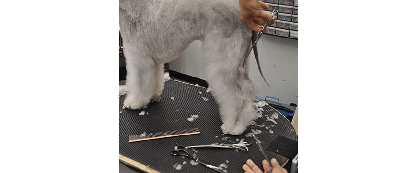 How to Groom a Bedlington Terrier